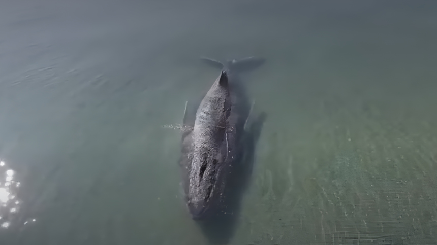 Застрявший на мели кит на Балтике уплыл в море