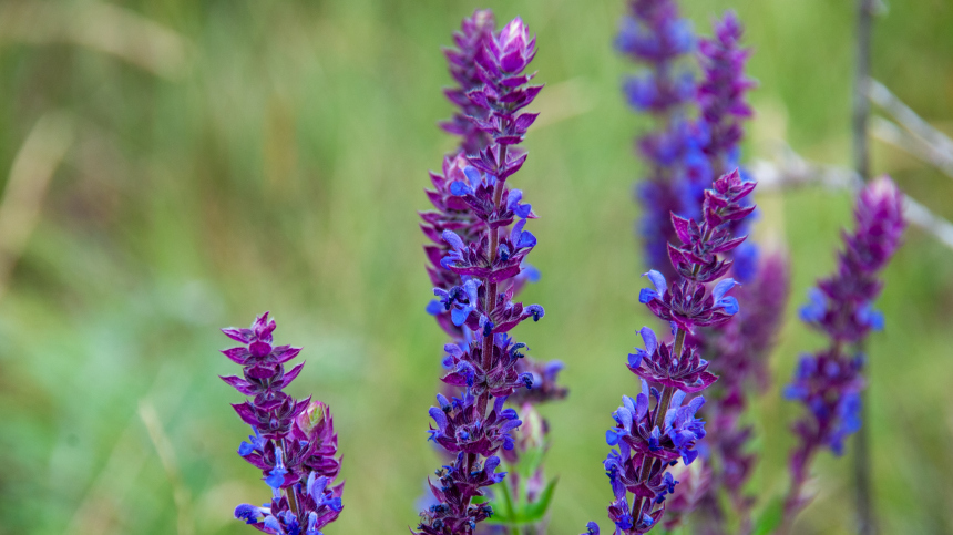 Срок за грядку: россиян предупредили об ответственности за выращивание шалфея