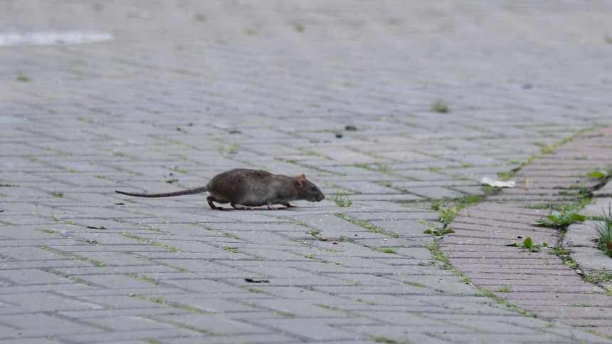 В Петербурге началась массовая борьба с крысами