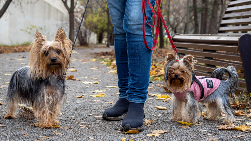 Красиво, но опасно: как прогулки среди весенних цветов могут навредить собаке