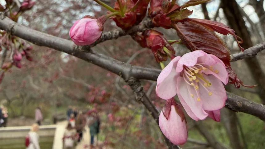 В Москве распустились первые цветки сакуры