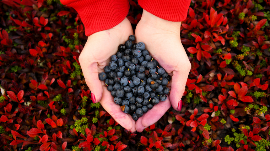 Черника улучшает зрение Врач разъяснил популярный миф