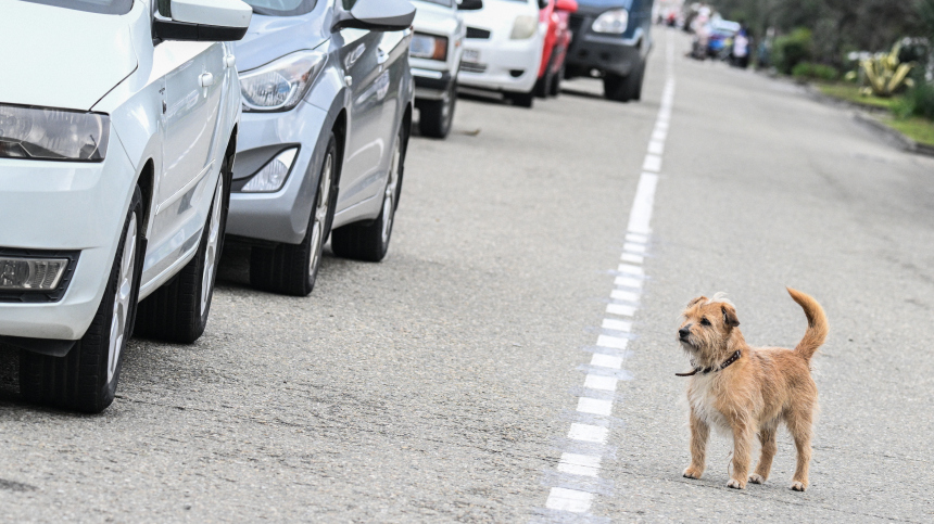 Душераздирающая картина: щенок едва не погиб под колесами авто в Москве