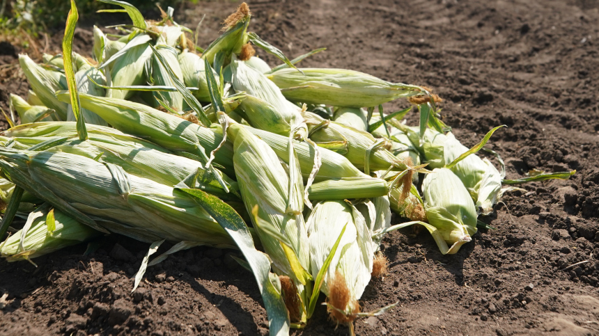 Радиоактивную кукурузу и пшеницу более пяти лет выращивали в Чернобыле