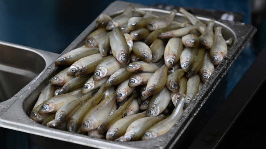 Золотая рыбка: почему корюшка в Петербурге с каждым годом становится все дороже