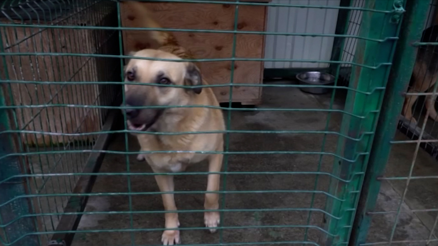 В России штрафы за выброшенных животных могут вырасти в 10 раз