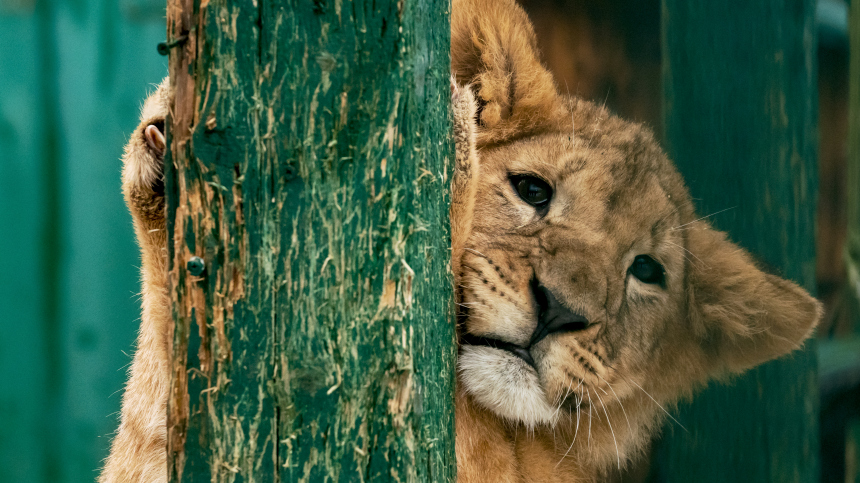 Потеряла сознание от боли: львенок изувечил трехлетнюю девочку в цирке