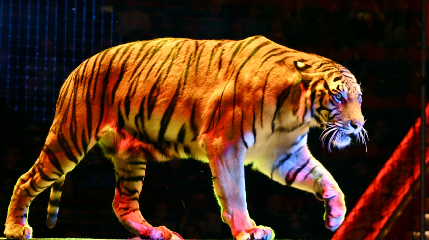Безопасность никакая: посетительница цирка в Ростове-на-Дону рассказала о встрече с тигром