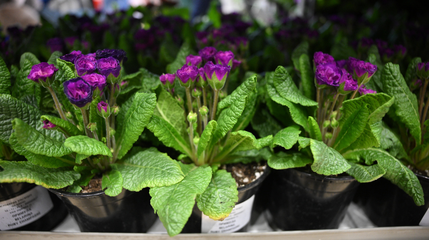 Секрет идеального полива: нужно ли отстаивать воду для растений