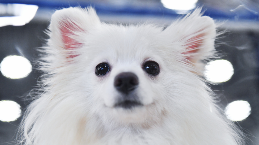 Мал да удал: в Японии померанский шпиц впервые стал полицейским псом