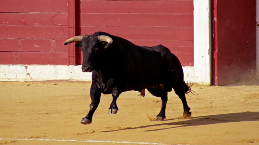 Никогда не испытывал такой боли: бык порвал прямую кишку тореадору на арене