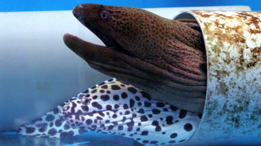 Живая непредсказуемая торпеда: почему барракуды опаснее акул