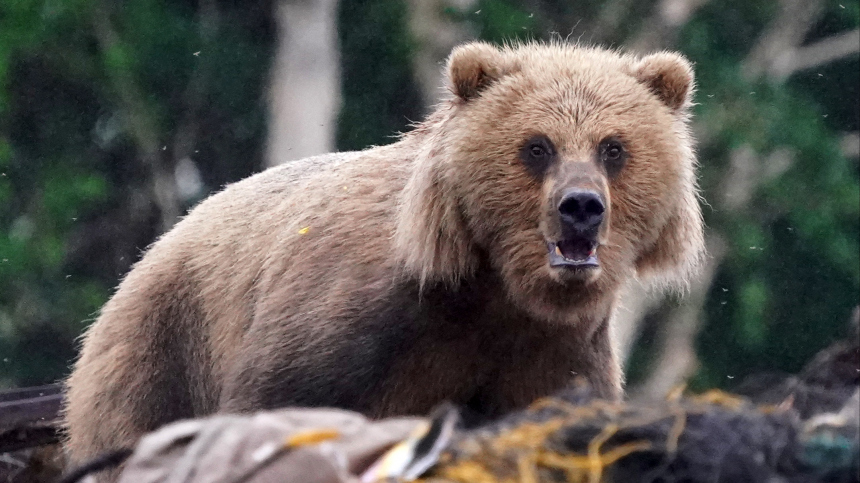 Я думал, что умру: медведь напал на искавшего пропавшую женщину пожарного