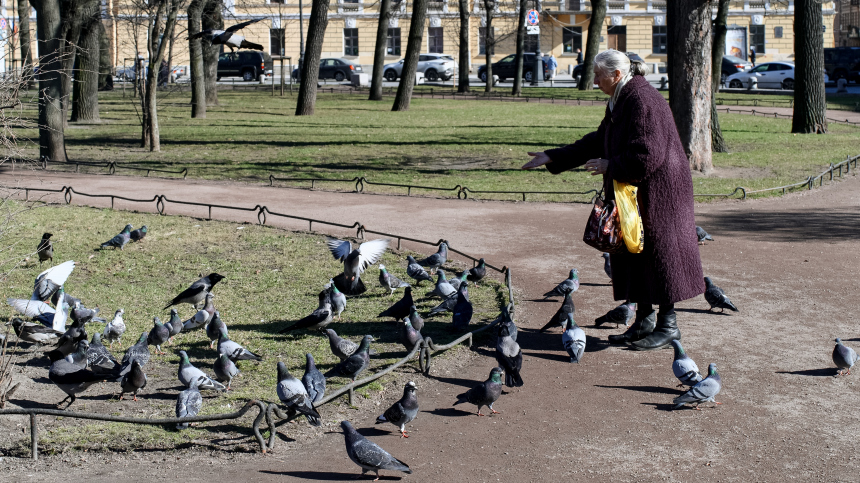 Россиян предупредили о штрафах за кормление птиц возле дома