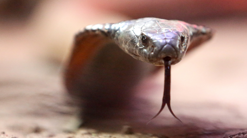 В Египте турист погиб из-за укуса кобры, которая забралась в его штаны