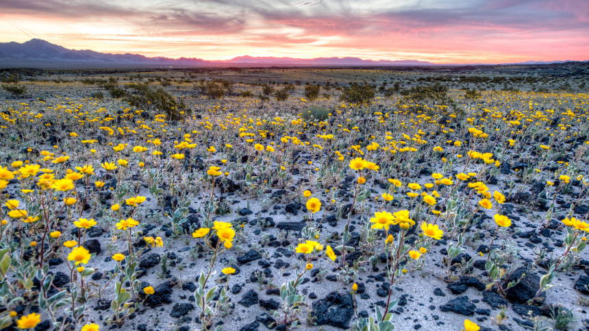 Ожила спустя десять лет: в Долине Смерти в США произошло суперцветение